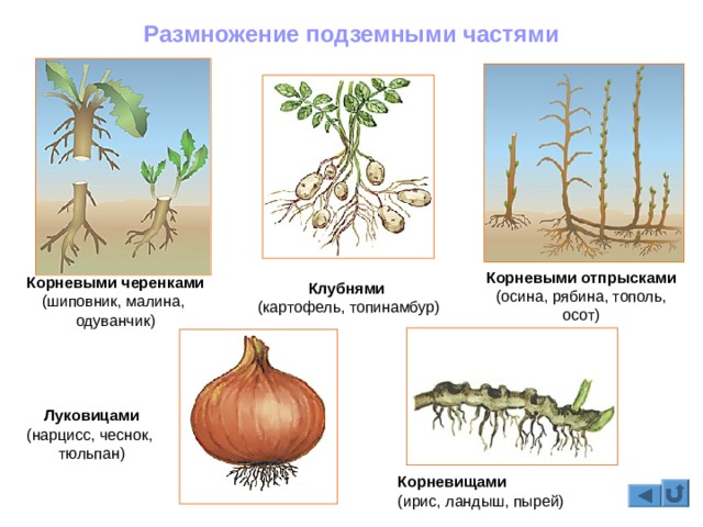 Кракен зеркало рабочее onion